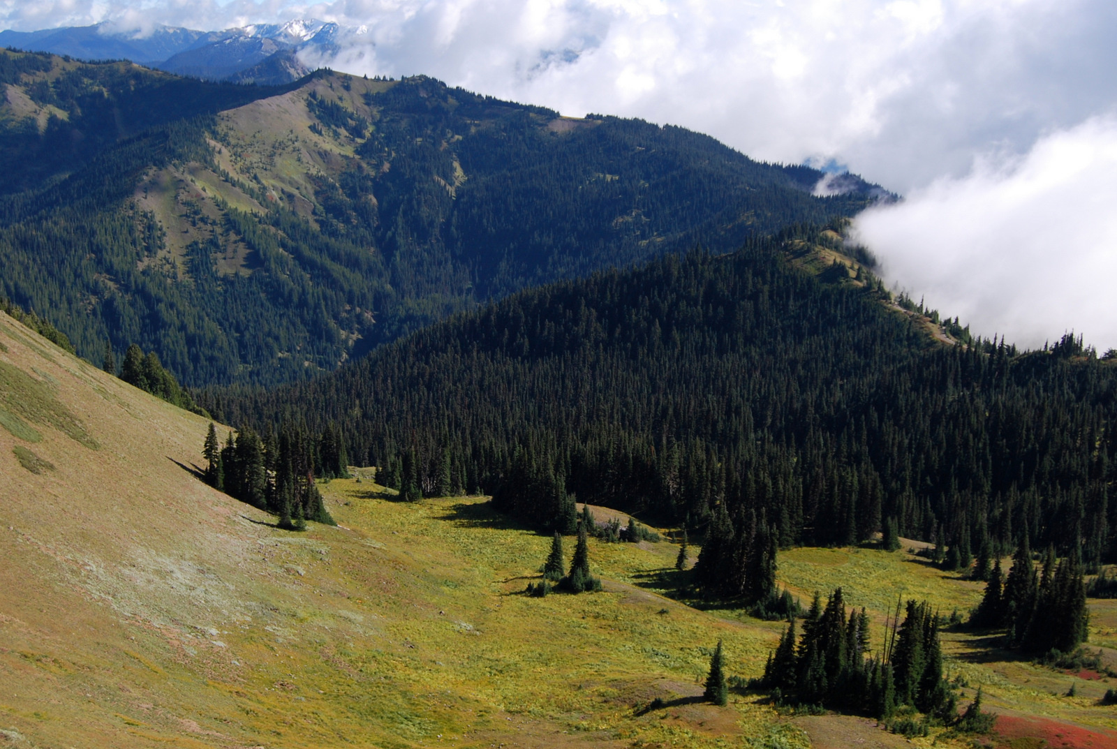 US13 0925 060 Hurricane Ridge, Olympic NP, WA