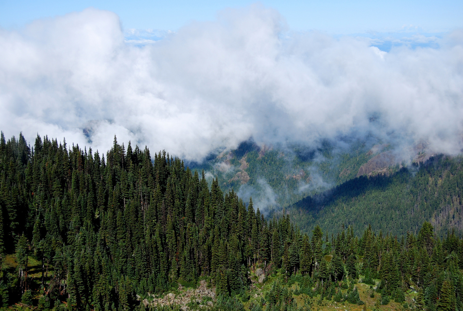 US13 0925 013 Hurricane Ridge, Olympic NP, WA