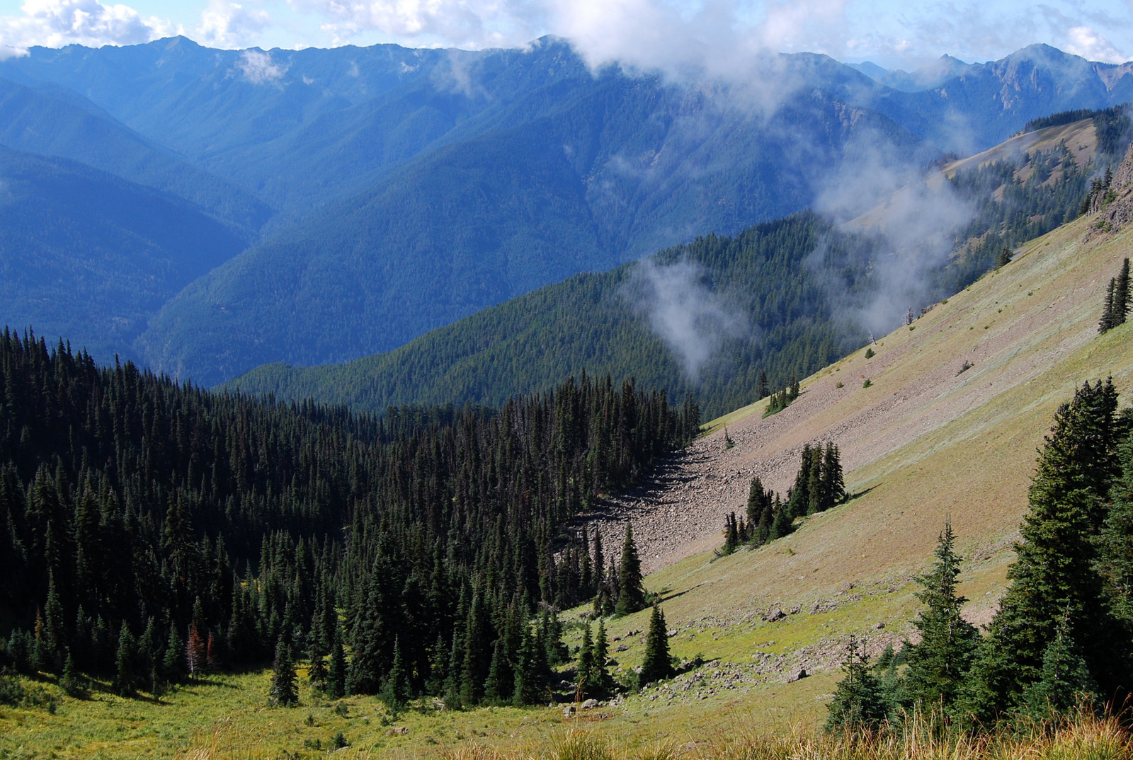 US13 0925 067 Hurricane Ridge, Olympic NP, WA