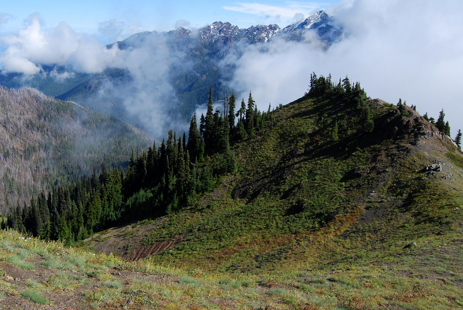 US13 0925 024 Hurricane Ridge, Olympic NP, WA