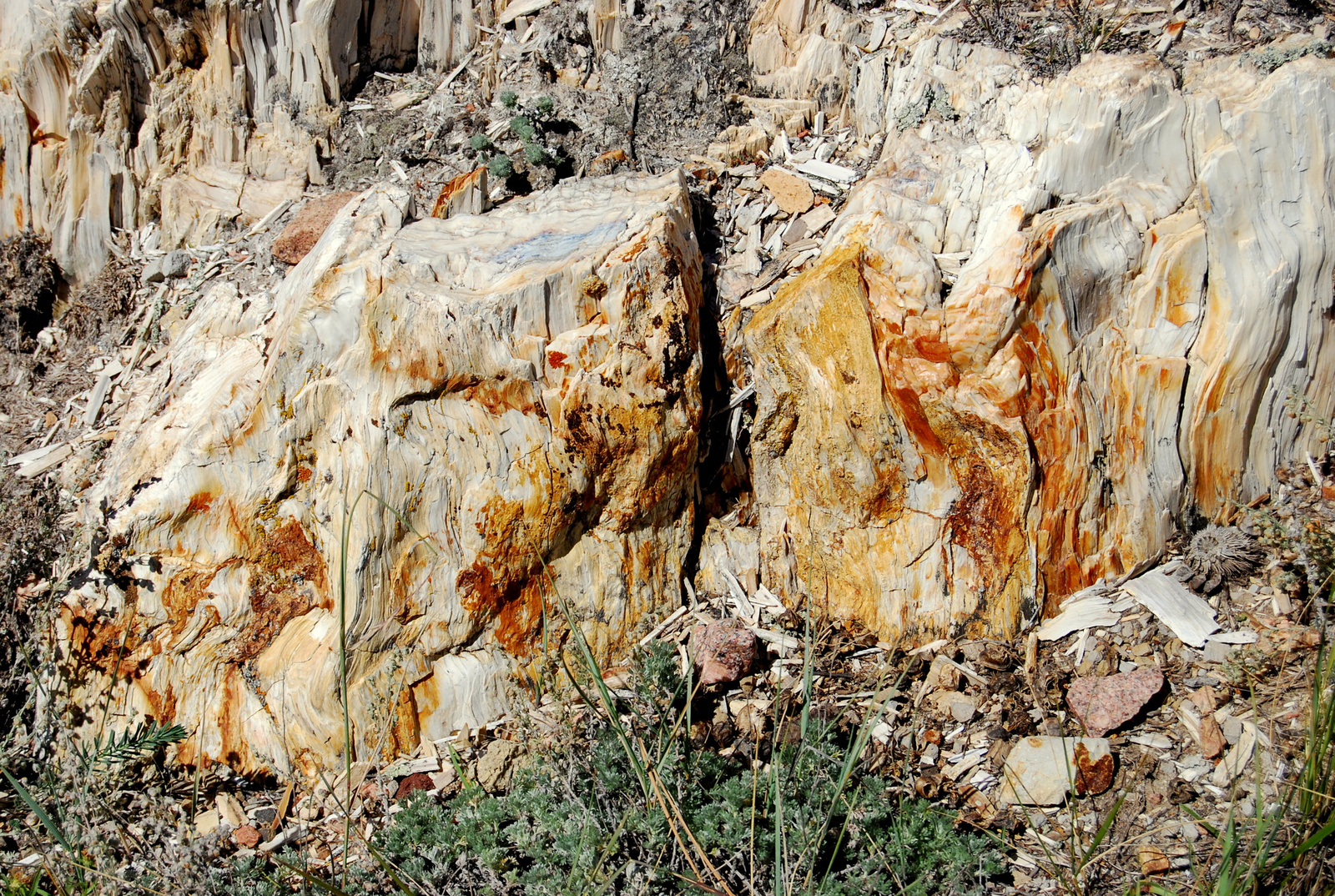 US14 0913 084 Florissant Fossil Beds NM, CO