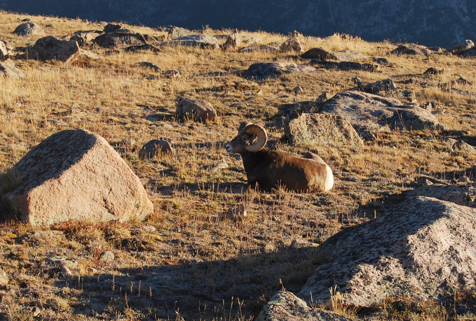 US14 0925 056 Trail Ridge Road, Rocky Mtn NP, CO