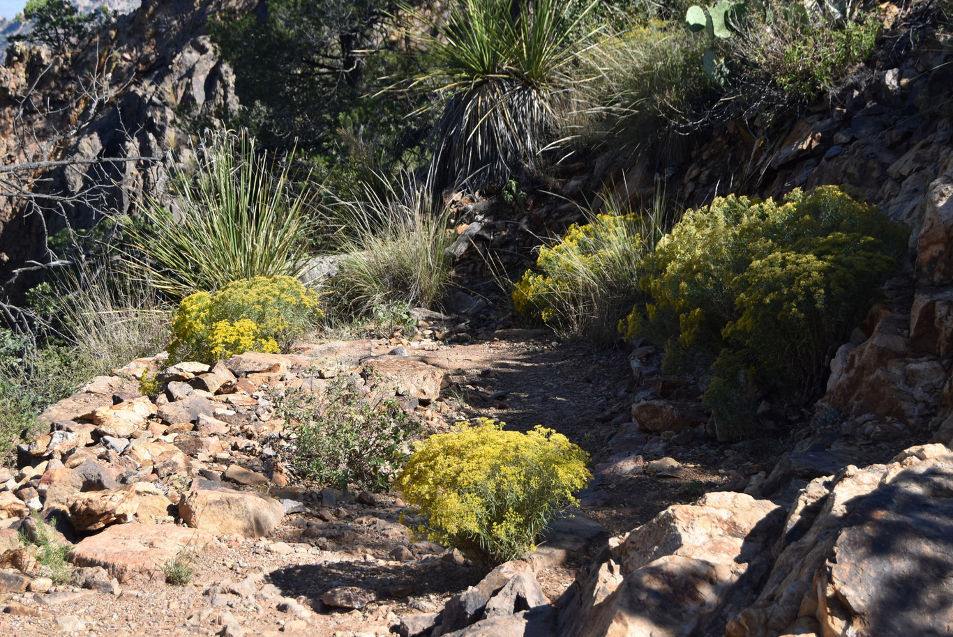 US15 0916 18 Chisos Basin, Big Band NP, TX