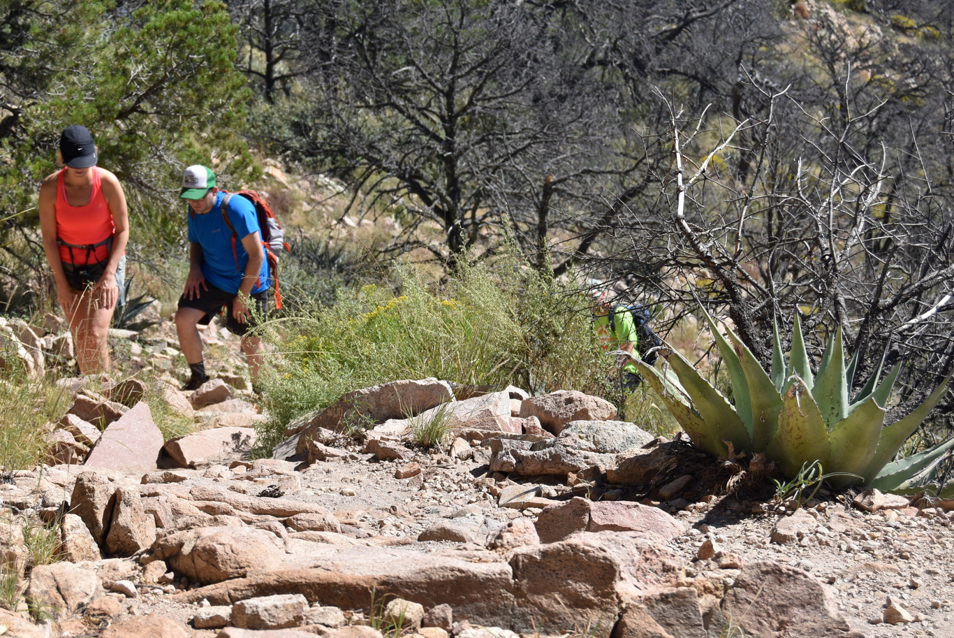 US15 0916 21 Chisos Basin, Big Band NP, TX