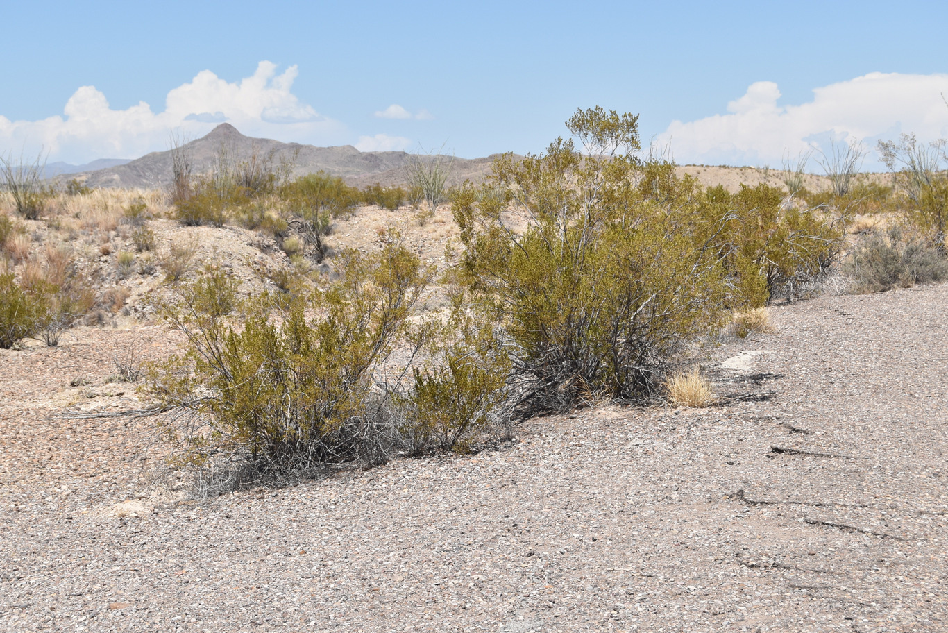 US15 0918 28 Ross Maxwell Scenic Drive, Big Bend NP, TX