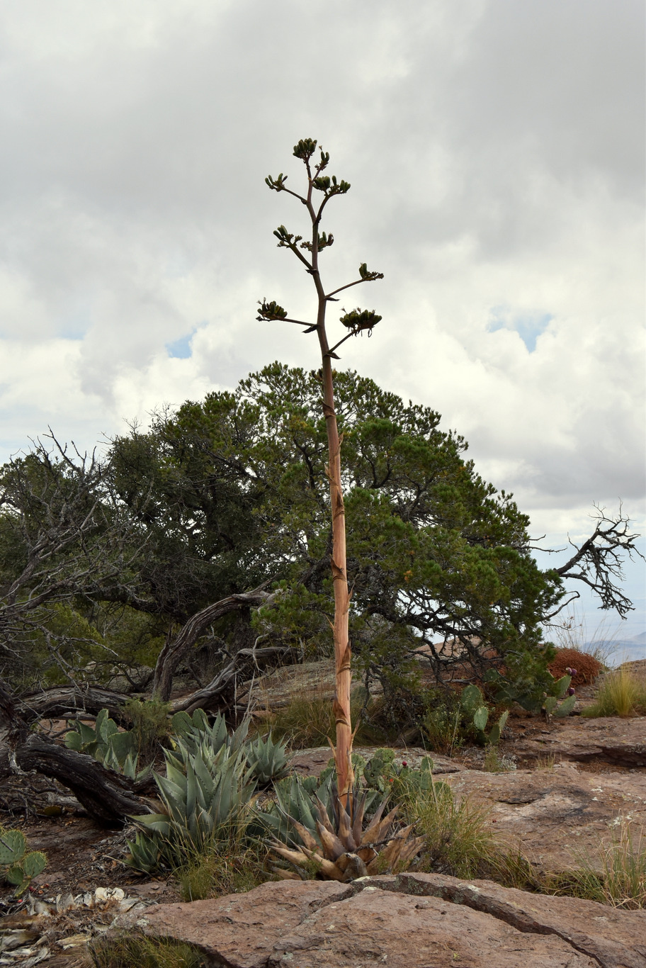 US15 0920 22 Chisos Mountain, Big Bend NP, TX