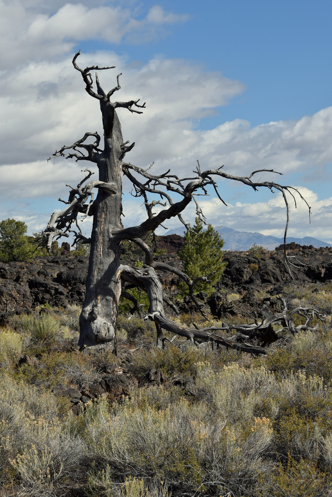 US160918 Craters Of The Moon NM, ID 003