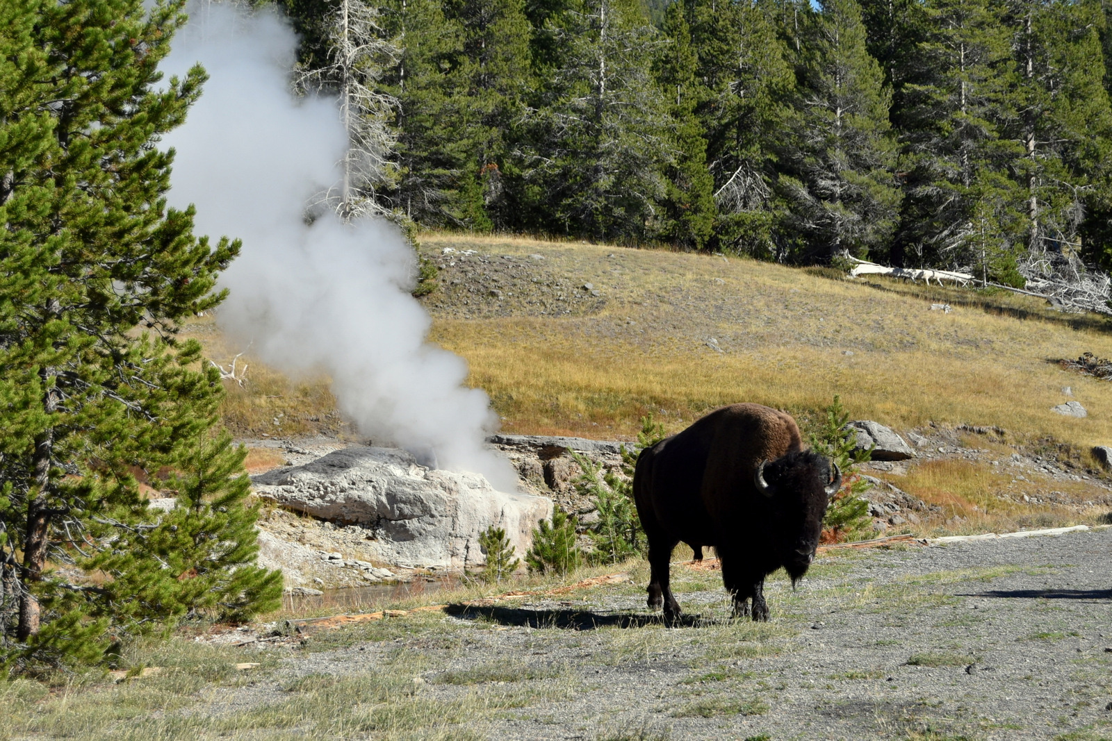 US160925 095 Yellowstone NP, WY