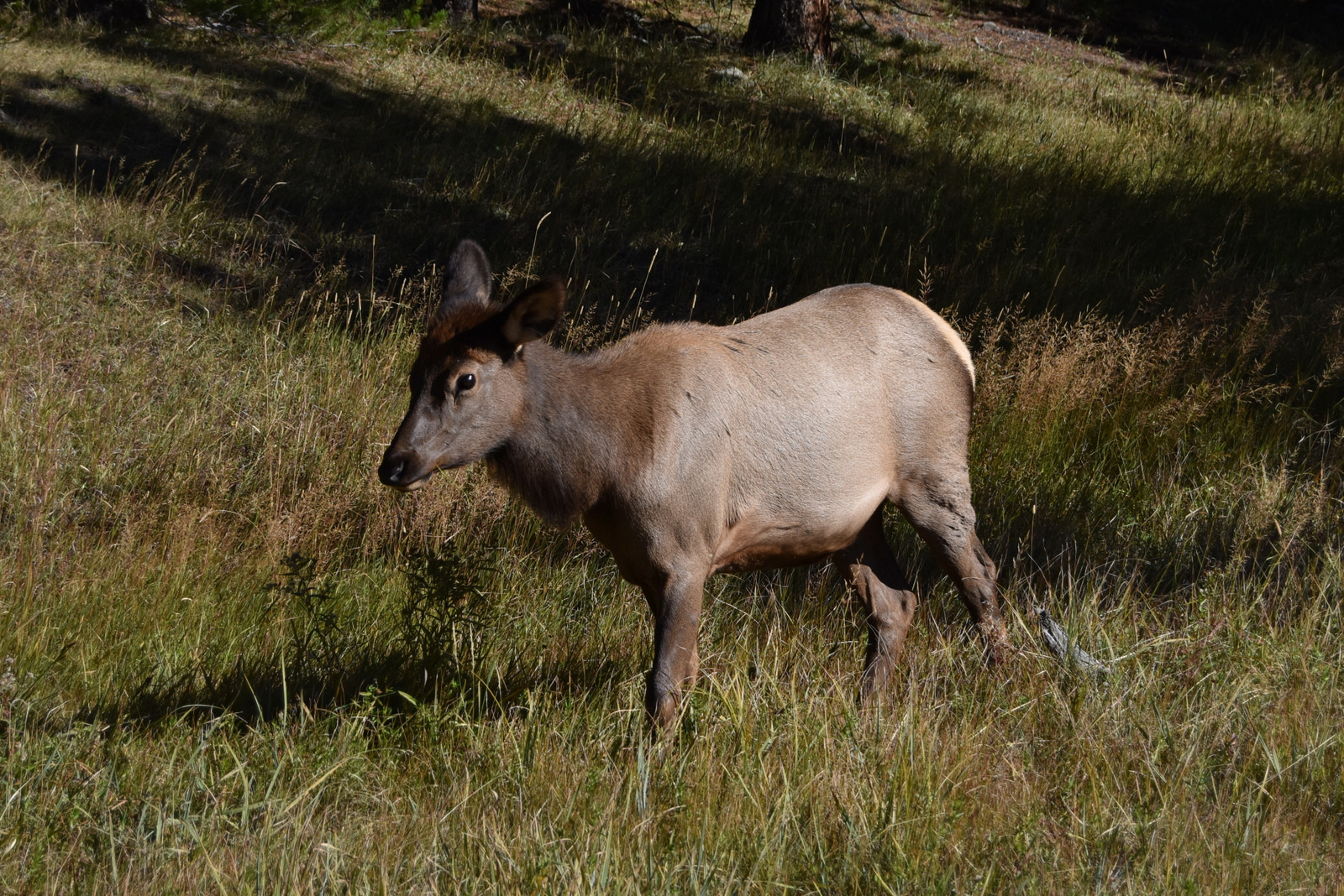 US160925 110 Yellowstone NP, WY