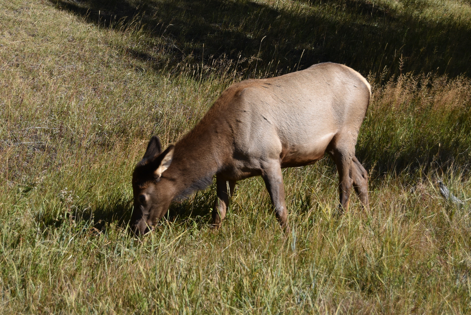 US160925 111 Yellowstone NP, WY