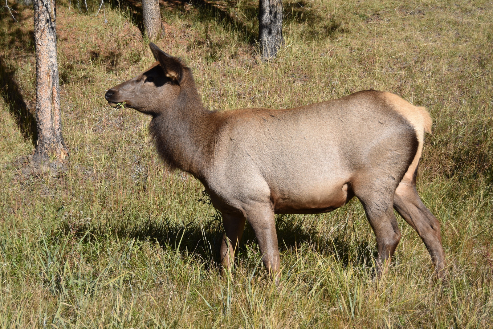 US160925 112 Yellowstone NP, WY