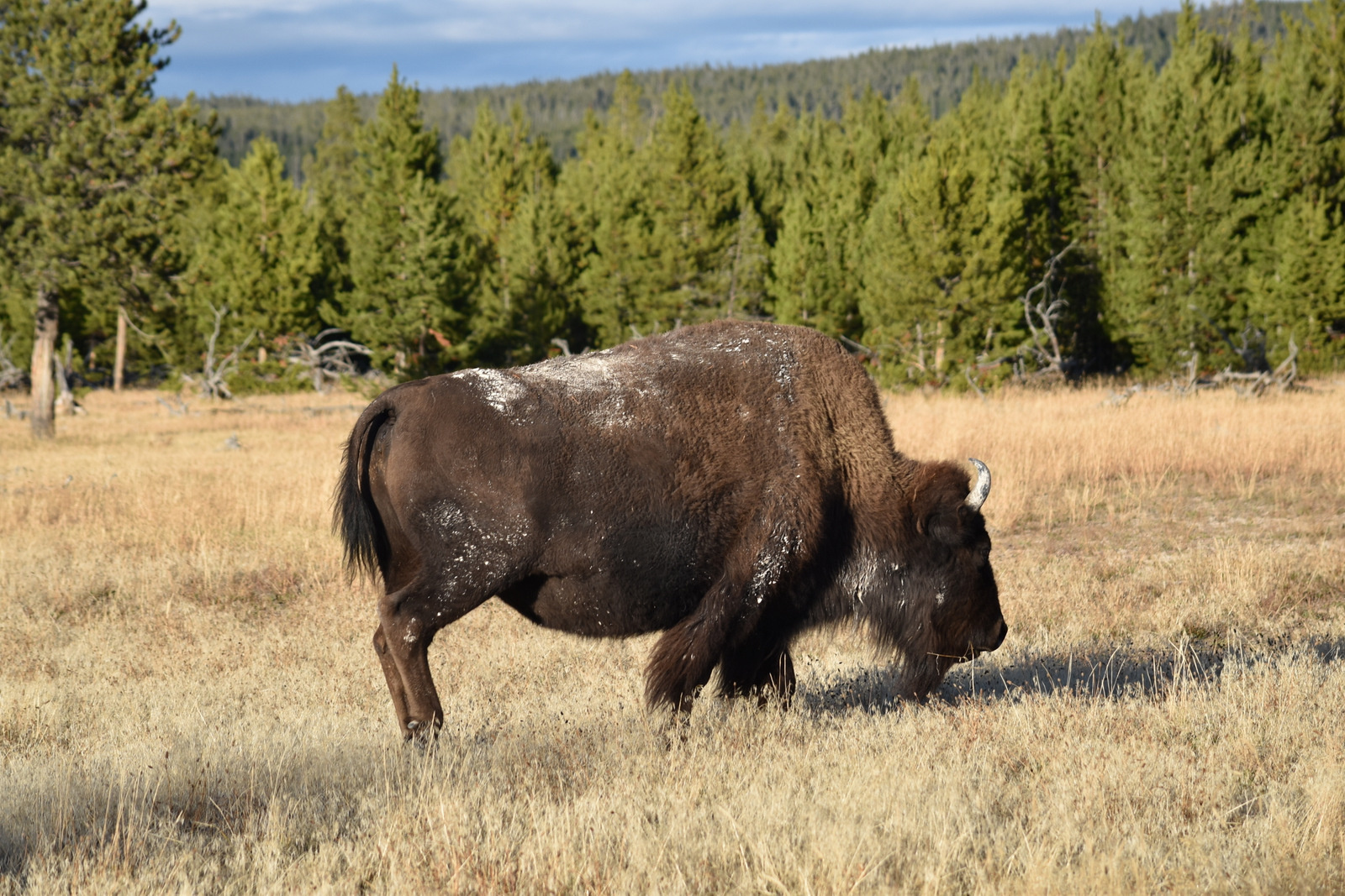 US160925 161 Yellowstone NP, WY