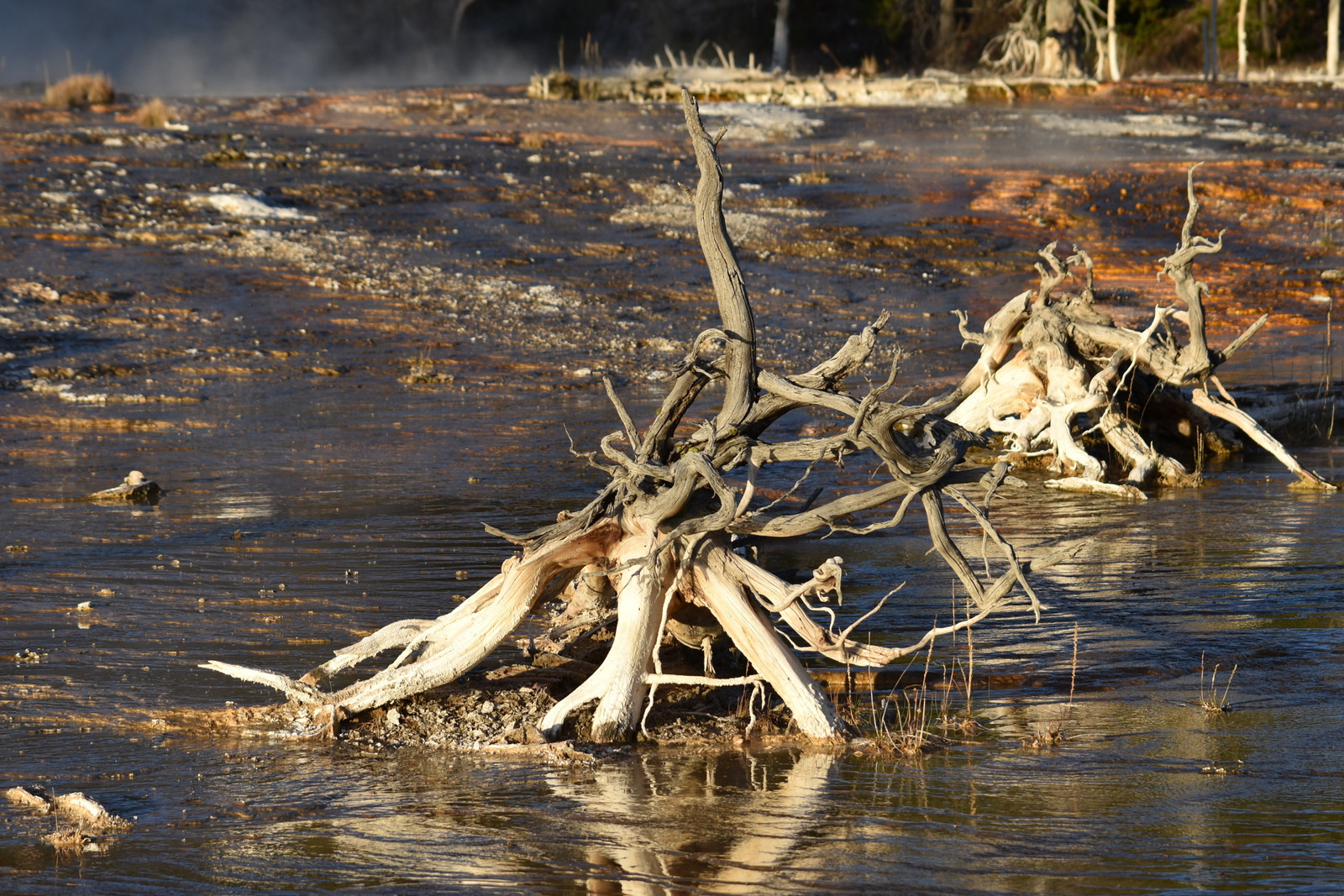 US160925 176 Yellowstone NP, WY