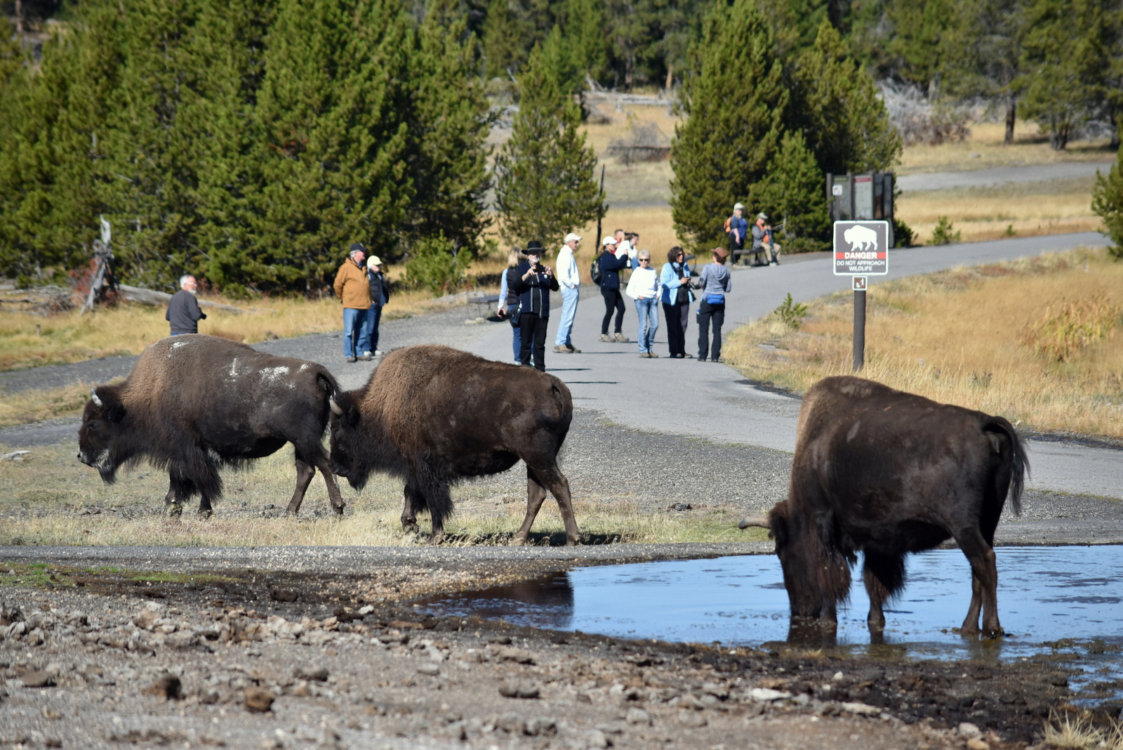 US160926 028 Yellowstone NP, WY