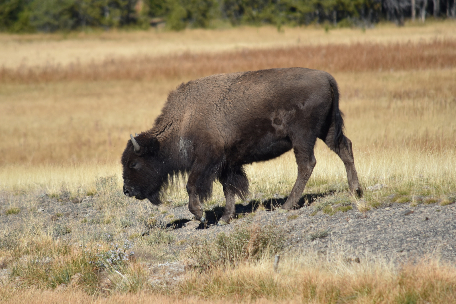 US160926 029 Yellowstone NP, WY