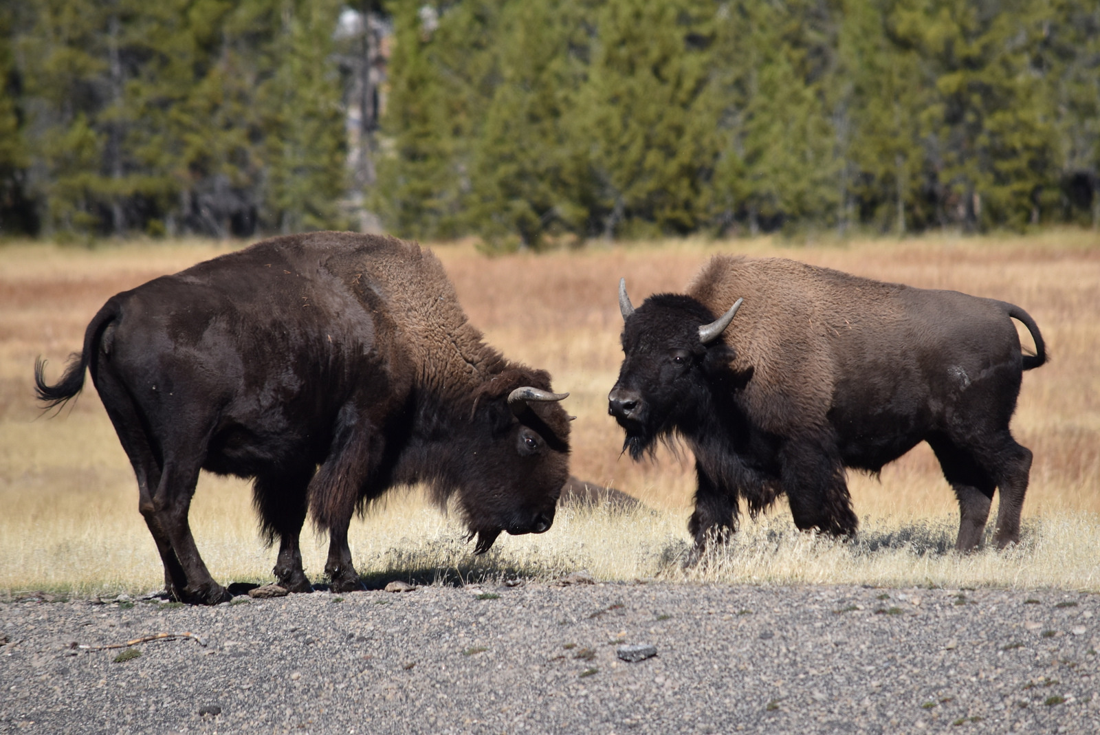 US160926 030 Yellowstone NP, WY