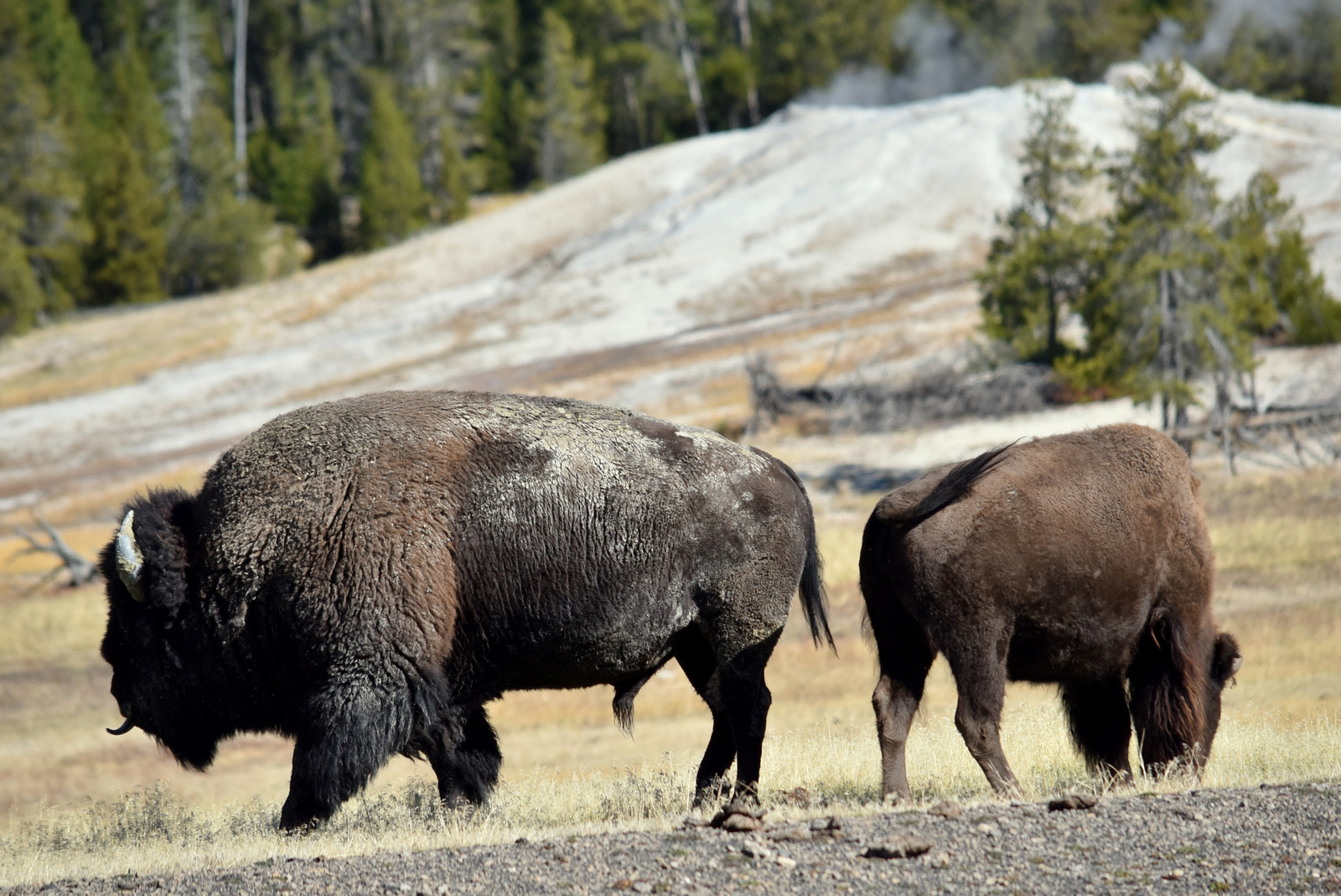 US160926 035 Yellowstone NP, WY