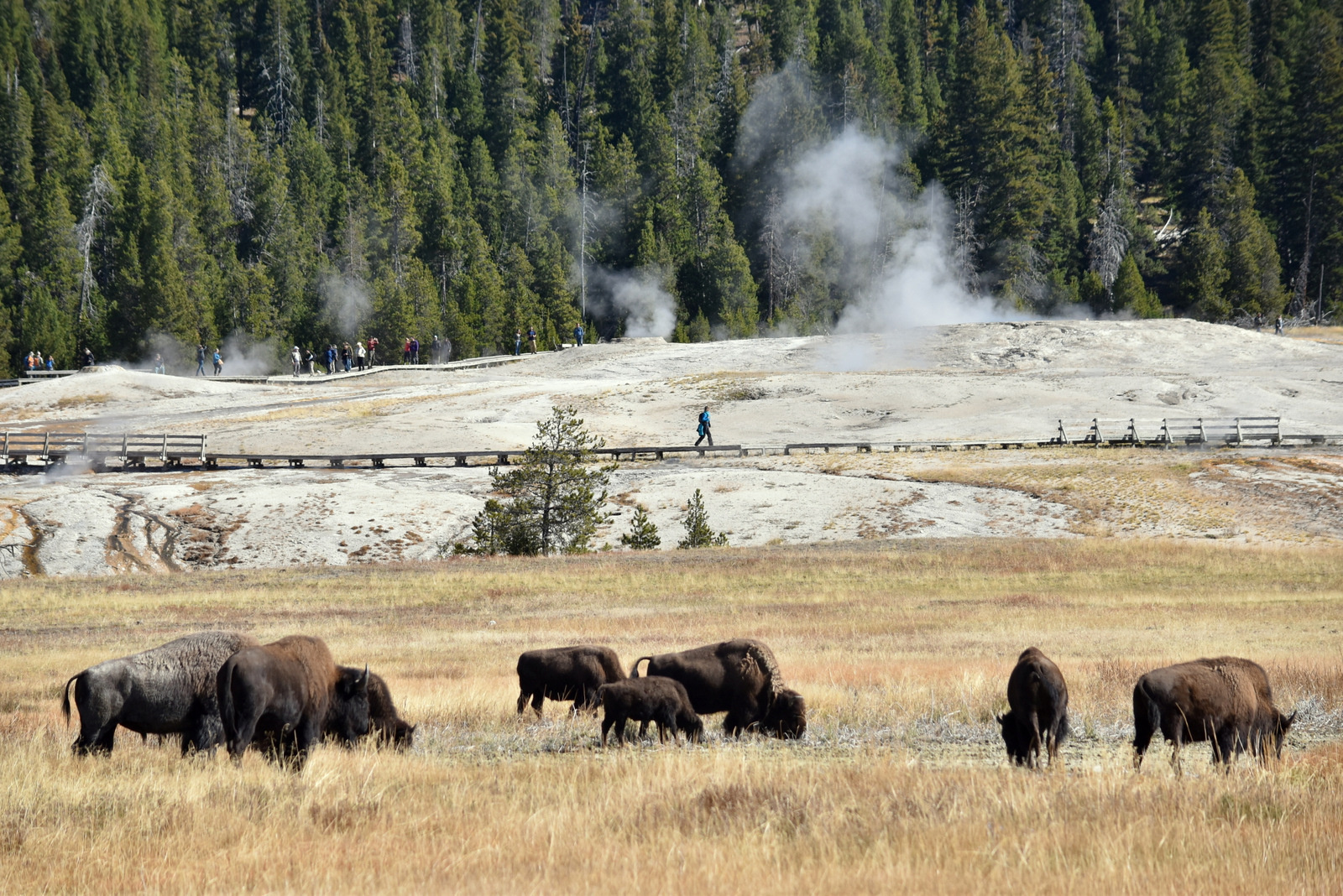 US160926 039 Yellowstone NP, WY