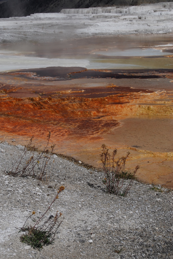 US 2010 Day10  069 Mammoth Hot Springs, Yellowstone NP, WY