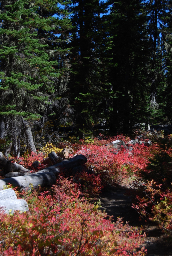 US 2010 Day11  017 Paintbrush Canyon, Grand Teton NP, WY