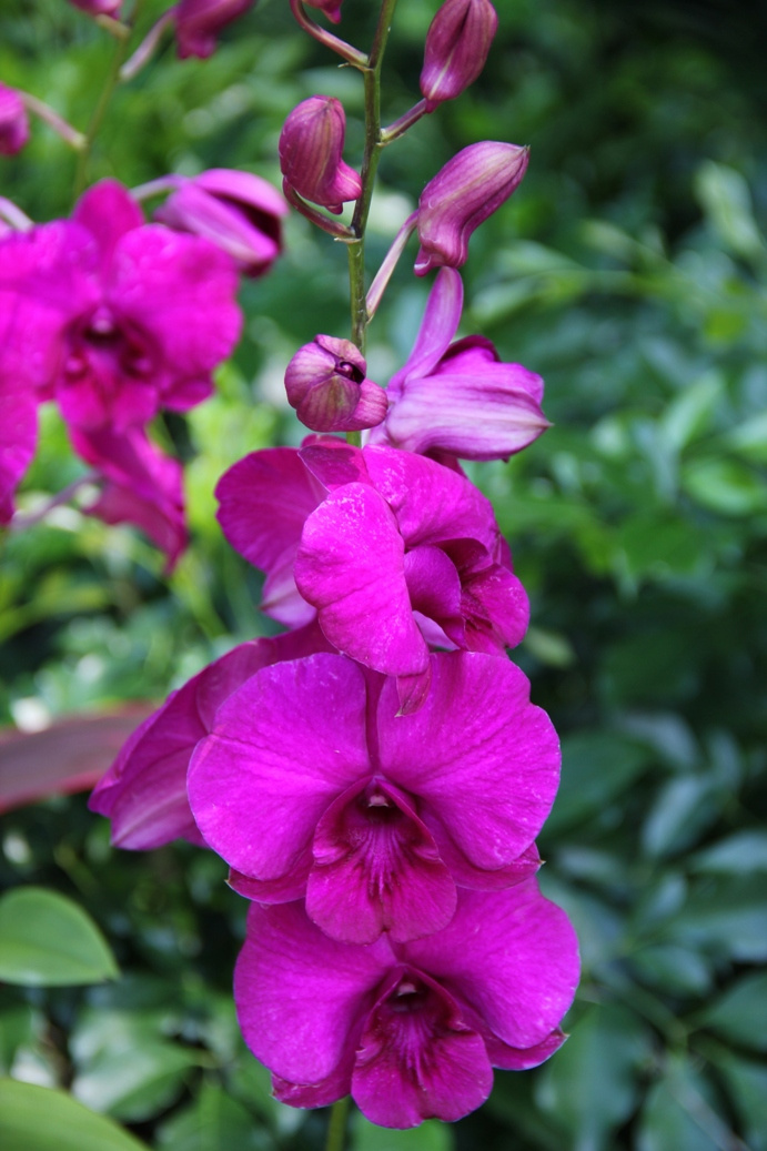 Singapore day3 Botanic garden37 Orchidea kert