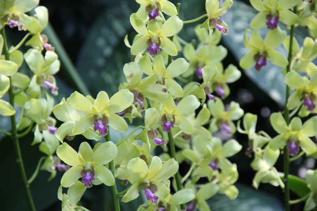 Singapore day3 Botanic garden39 Orchidea kert