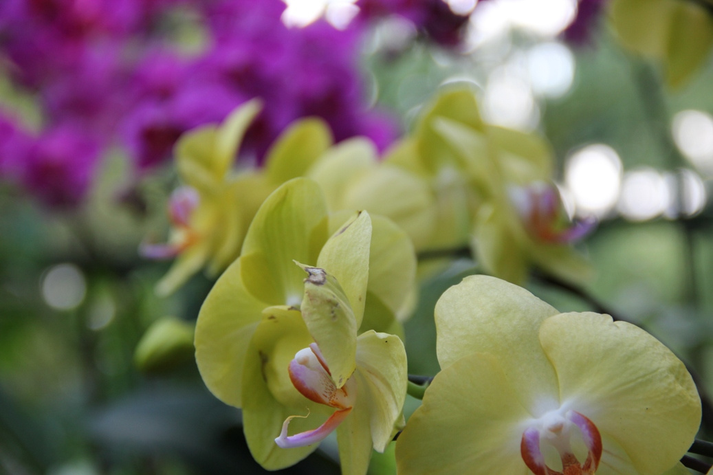 Singapore day3 Botanic garden52 Orchidea kert