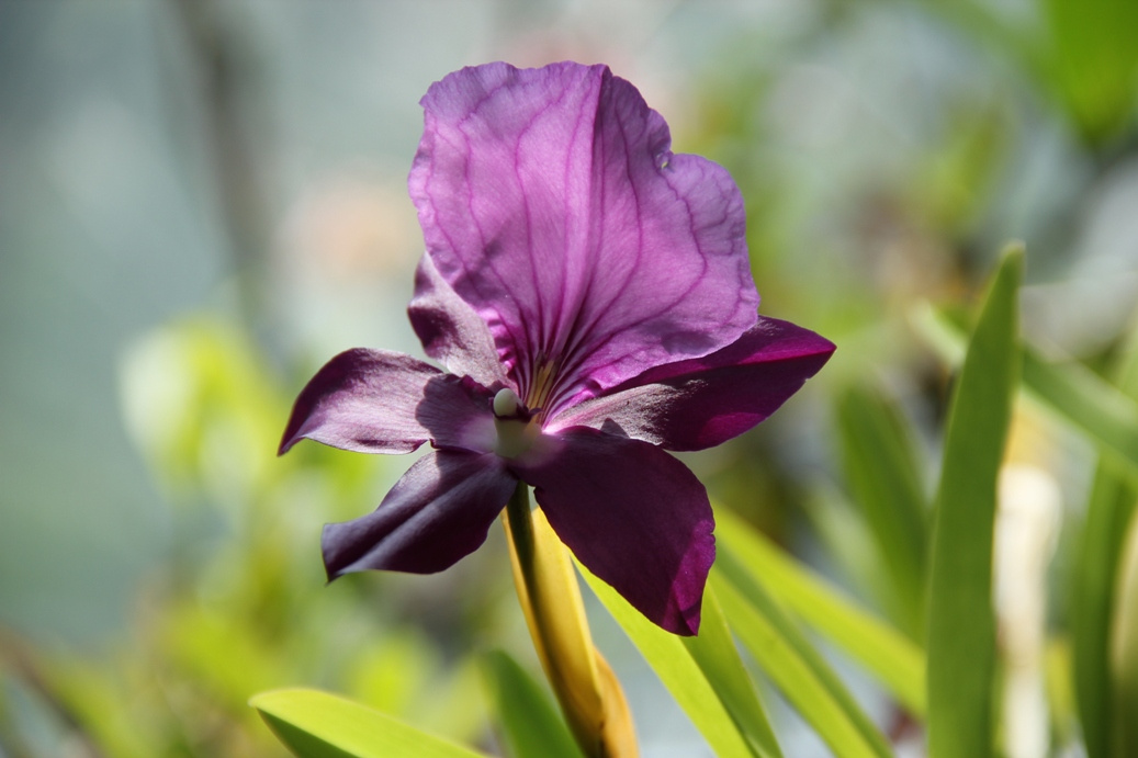 Singapore day3 Botanic garden82 Orchidea kert