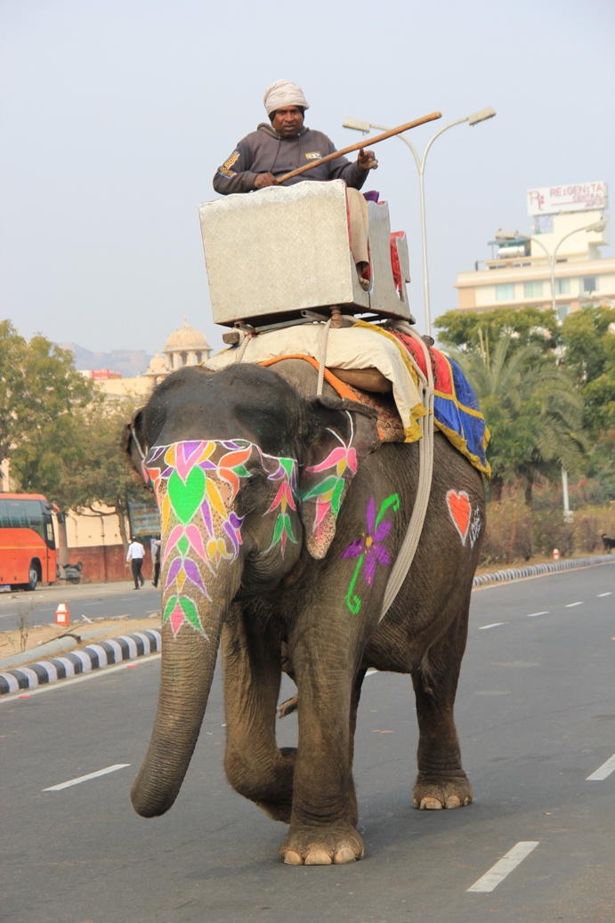 Elefant Jaipur1