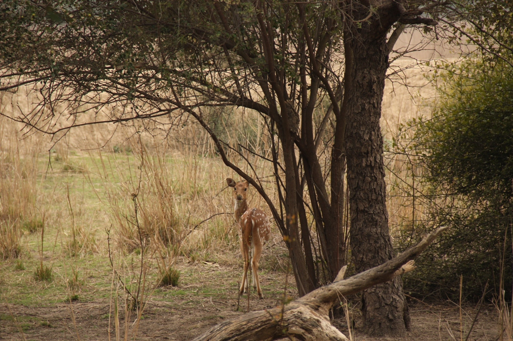 Bharatpur2