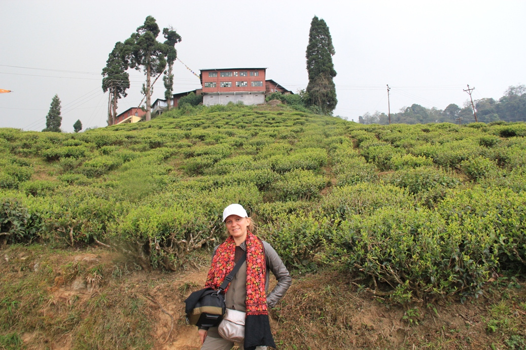 Darjeeling Tea garden2
