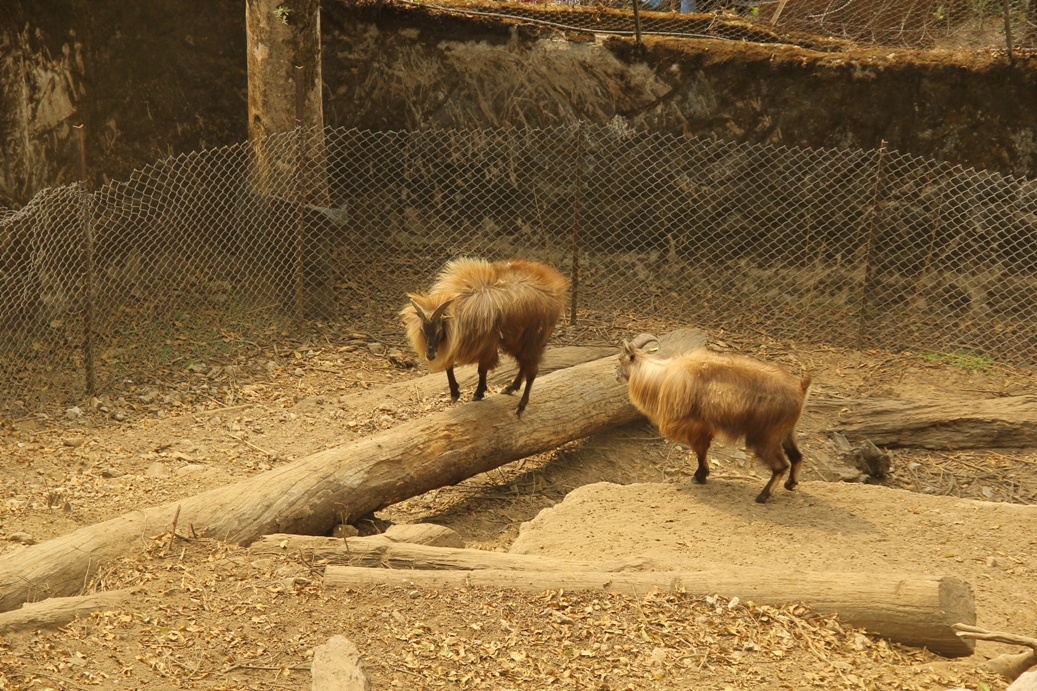 Darjeeling zoologiai park1