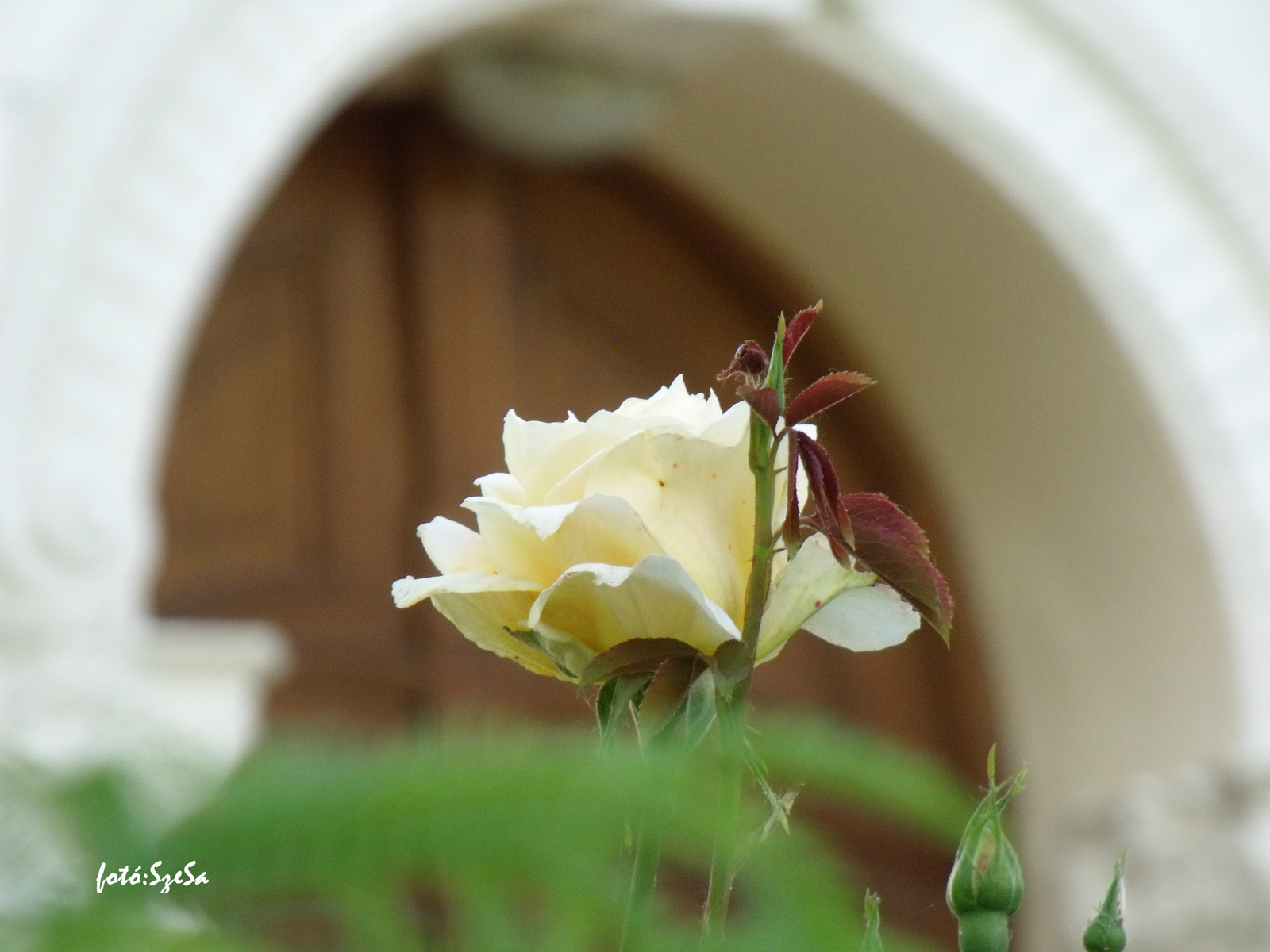 A templom rózsája