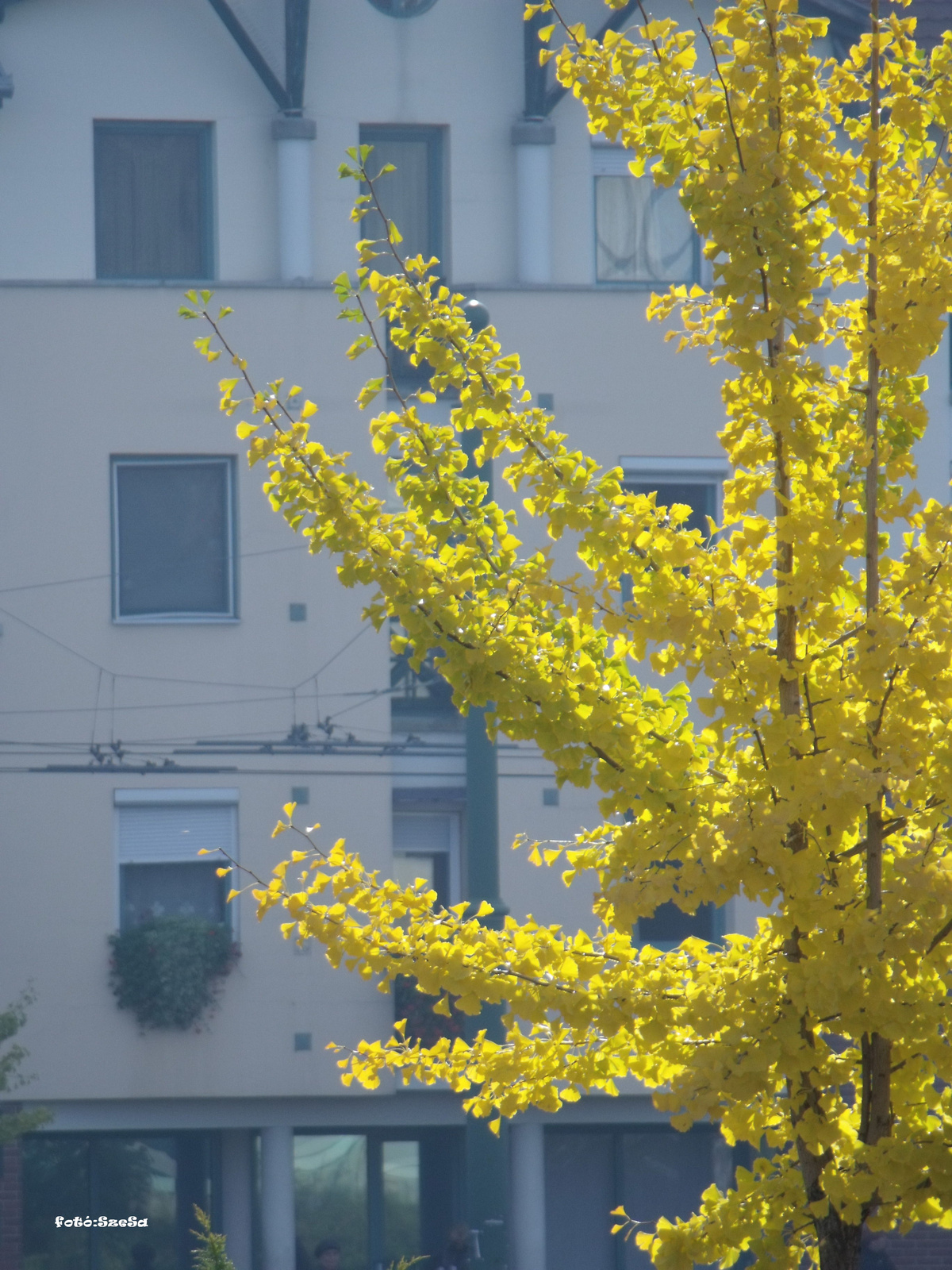 Ginko ellenfényben