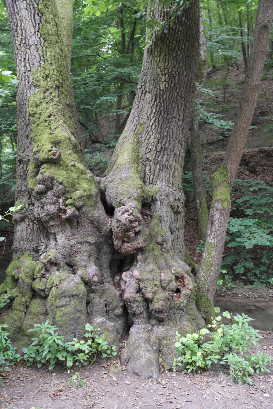"Ráncos" öreg fák