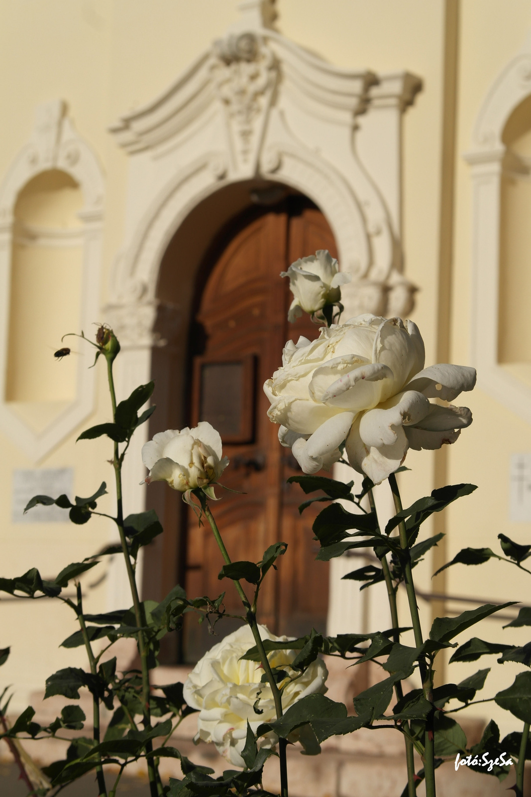 A templom rózsái