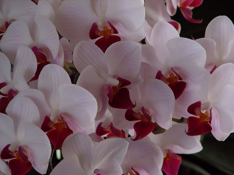 20130830 030 orchidea