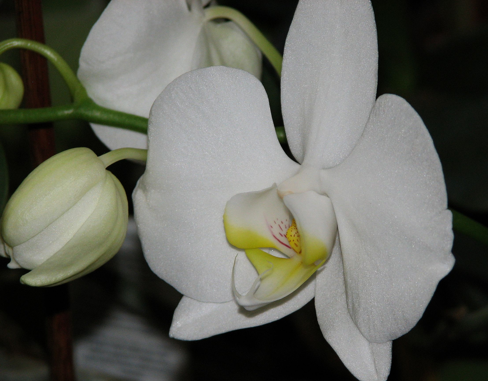 IMG 0002 orchidea