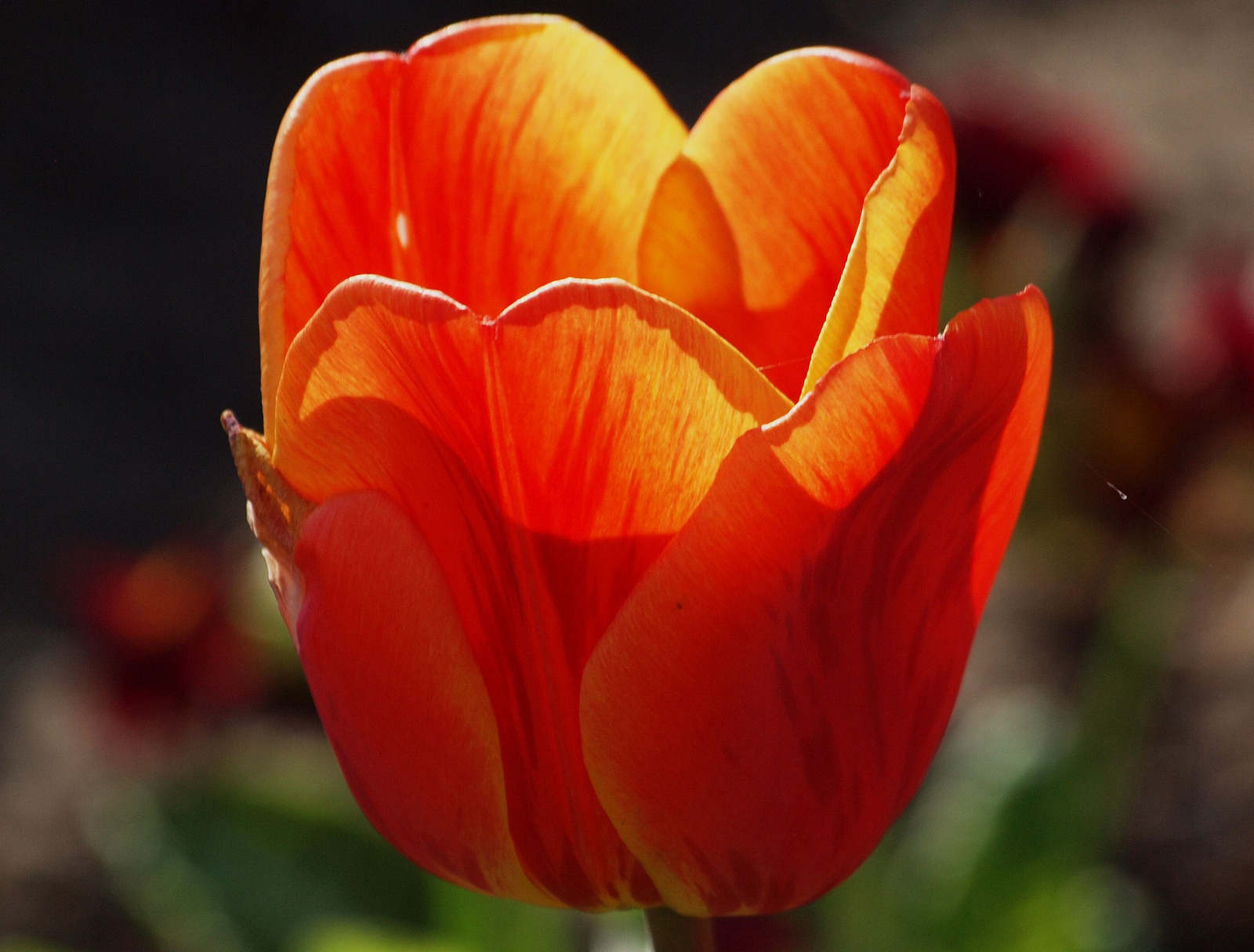 20150423 140 tulipán