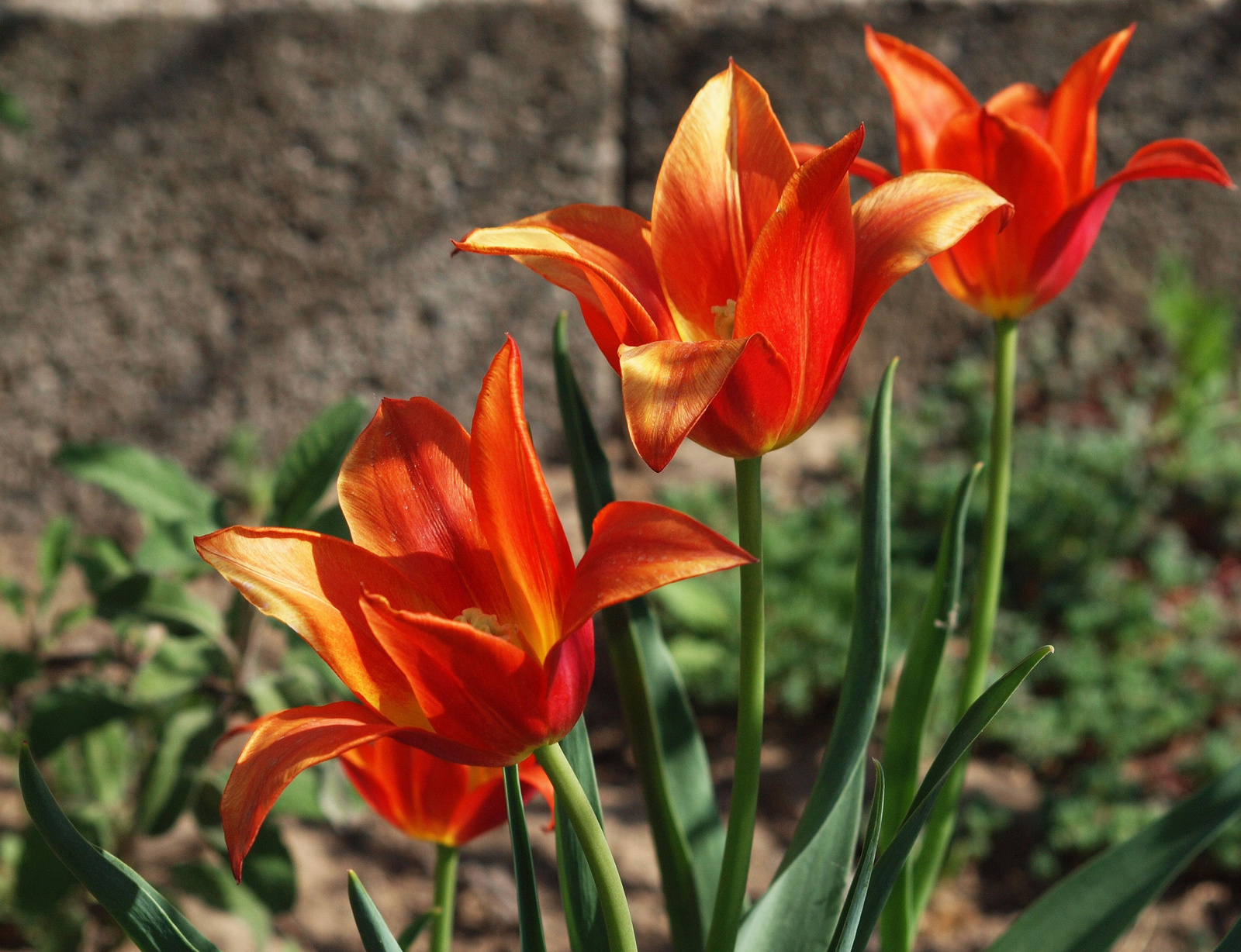 20150430 008 tulipán
