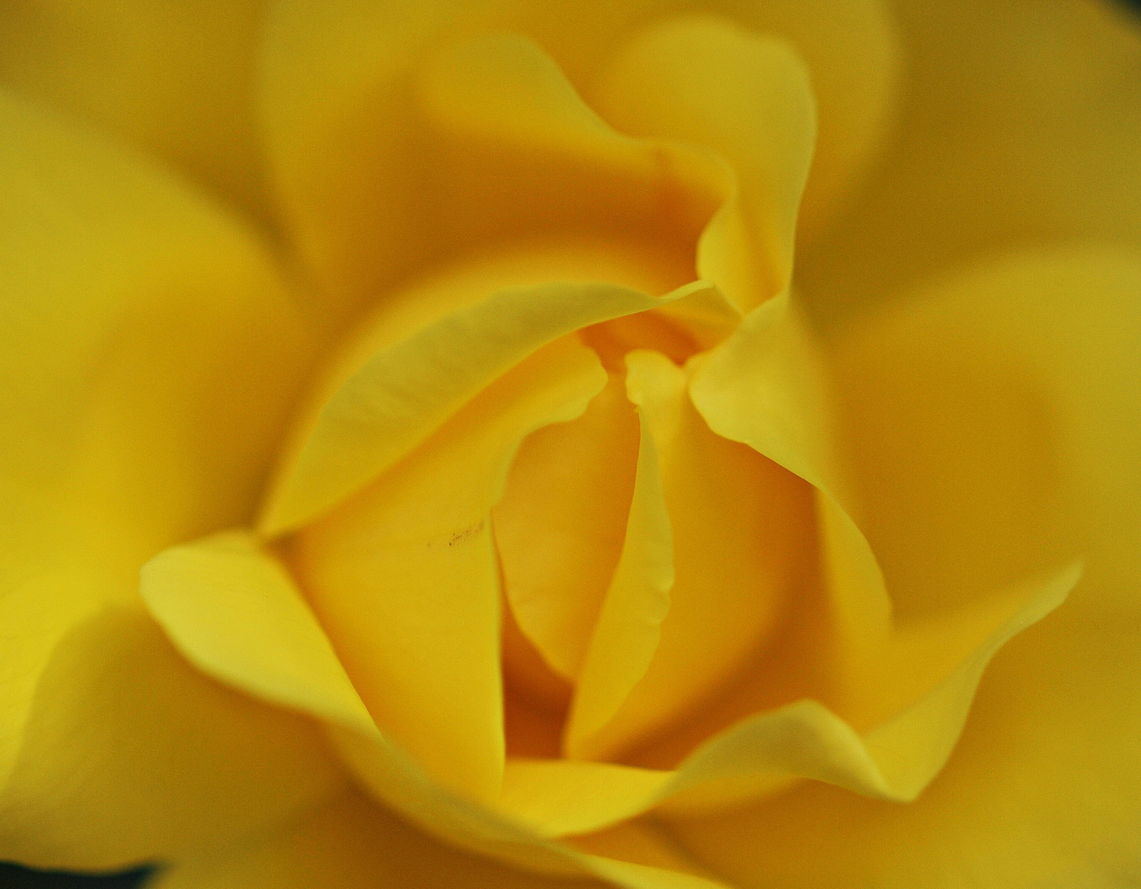 20150517 005 sárga rózsa