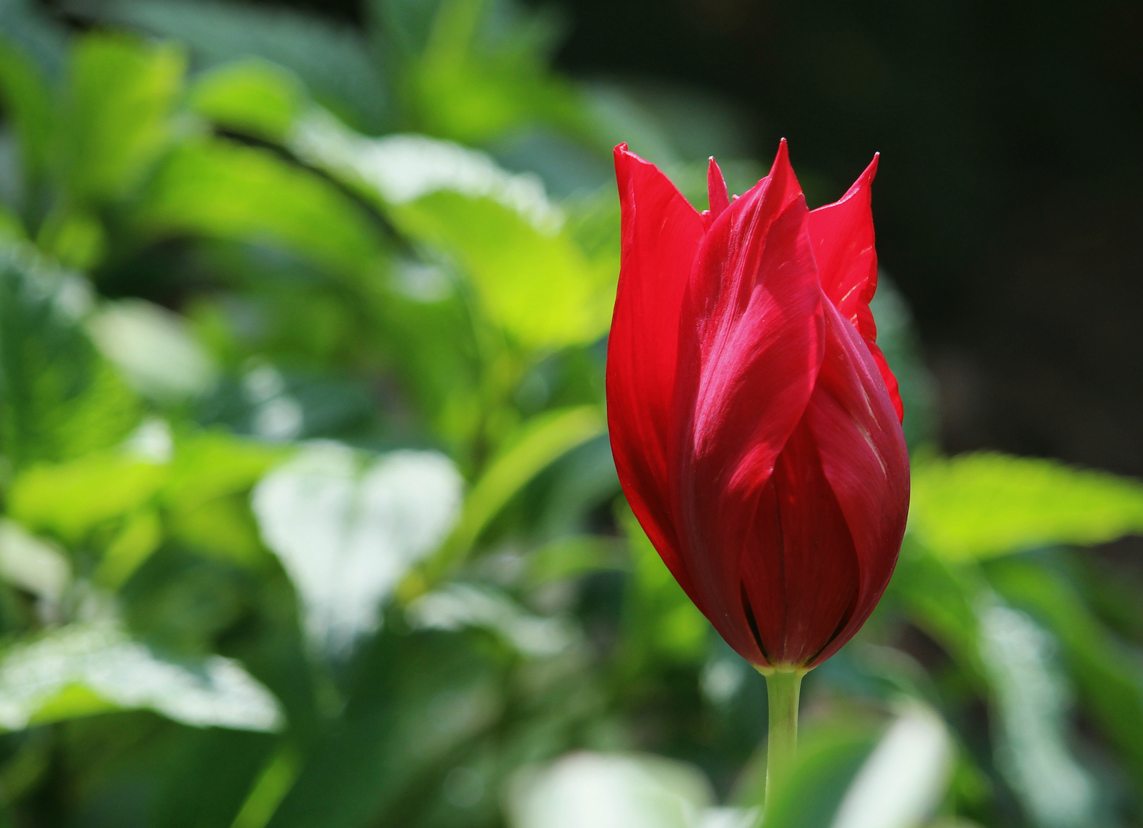 IMG 4113 tulipán