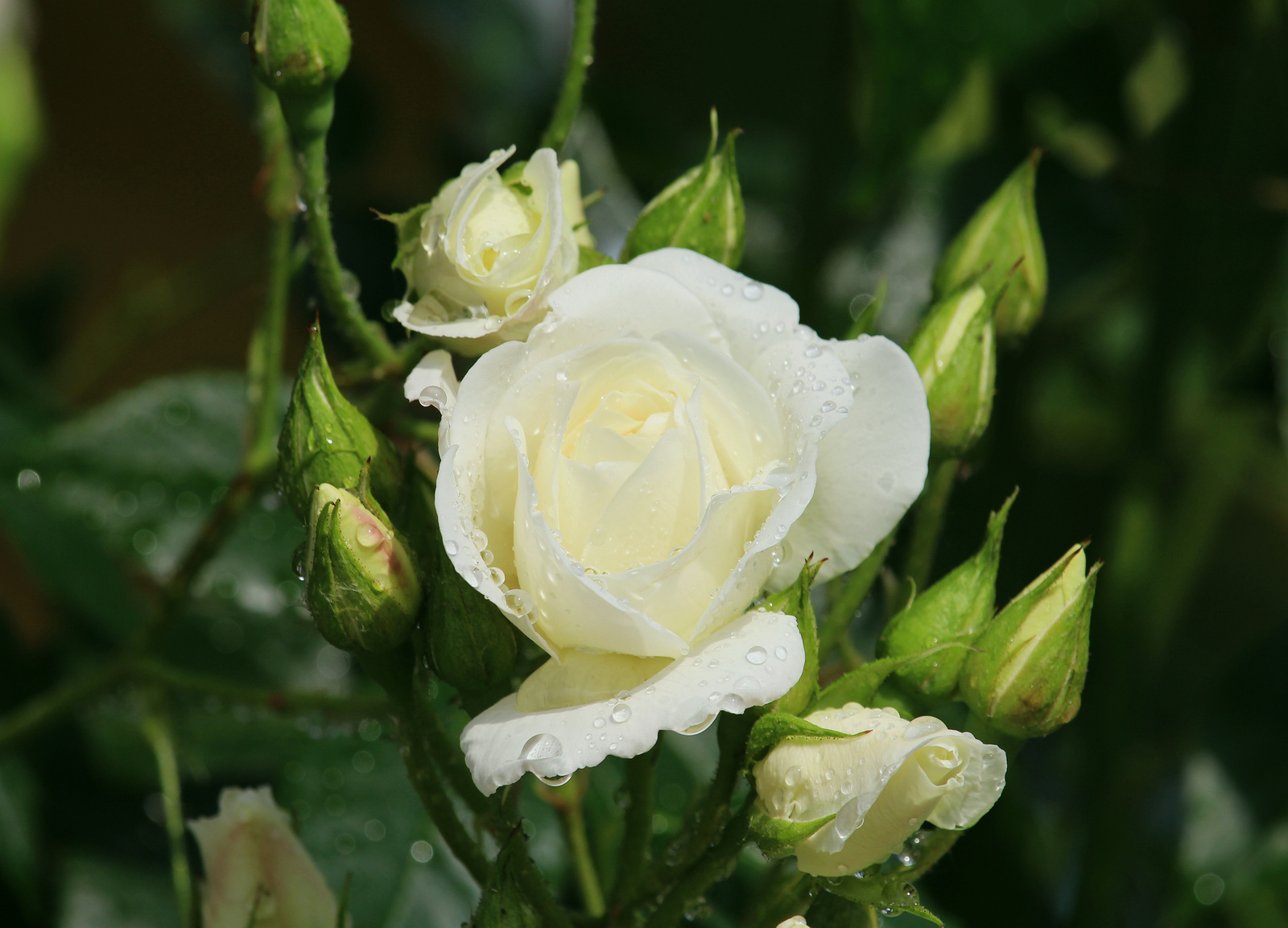 IMG 4433 rózsa