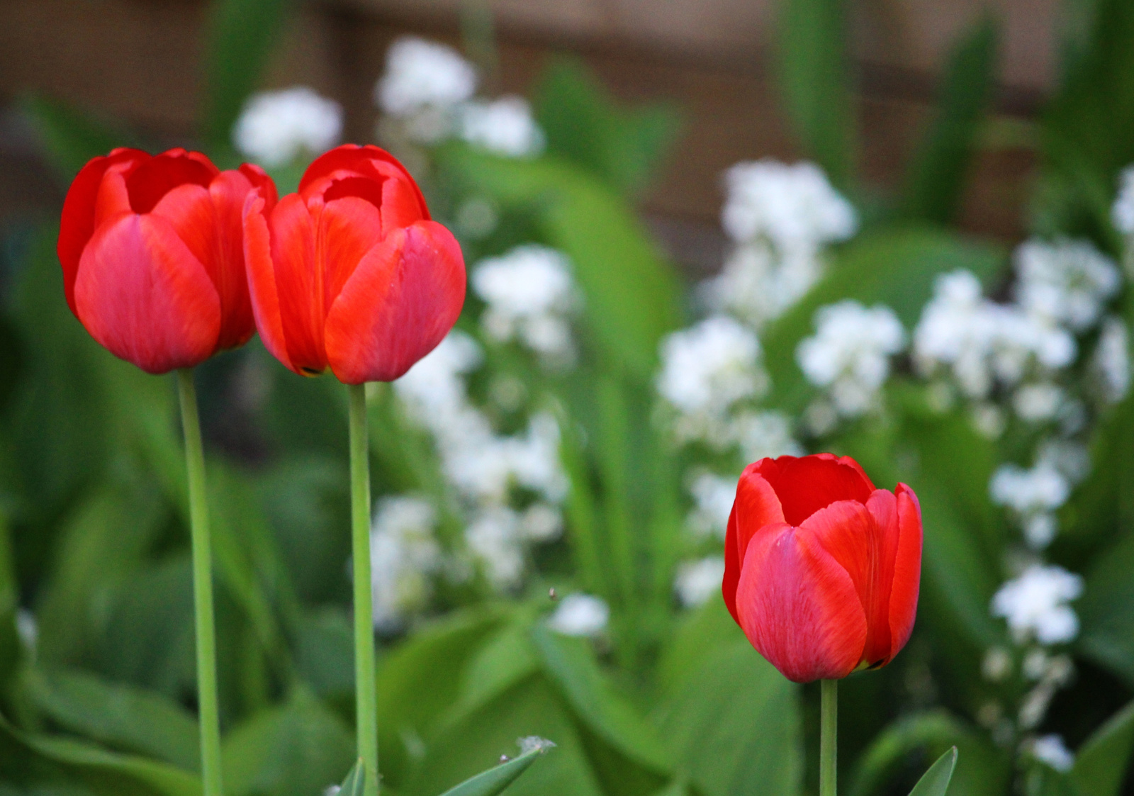IMG 7579 tulipánok