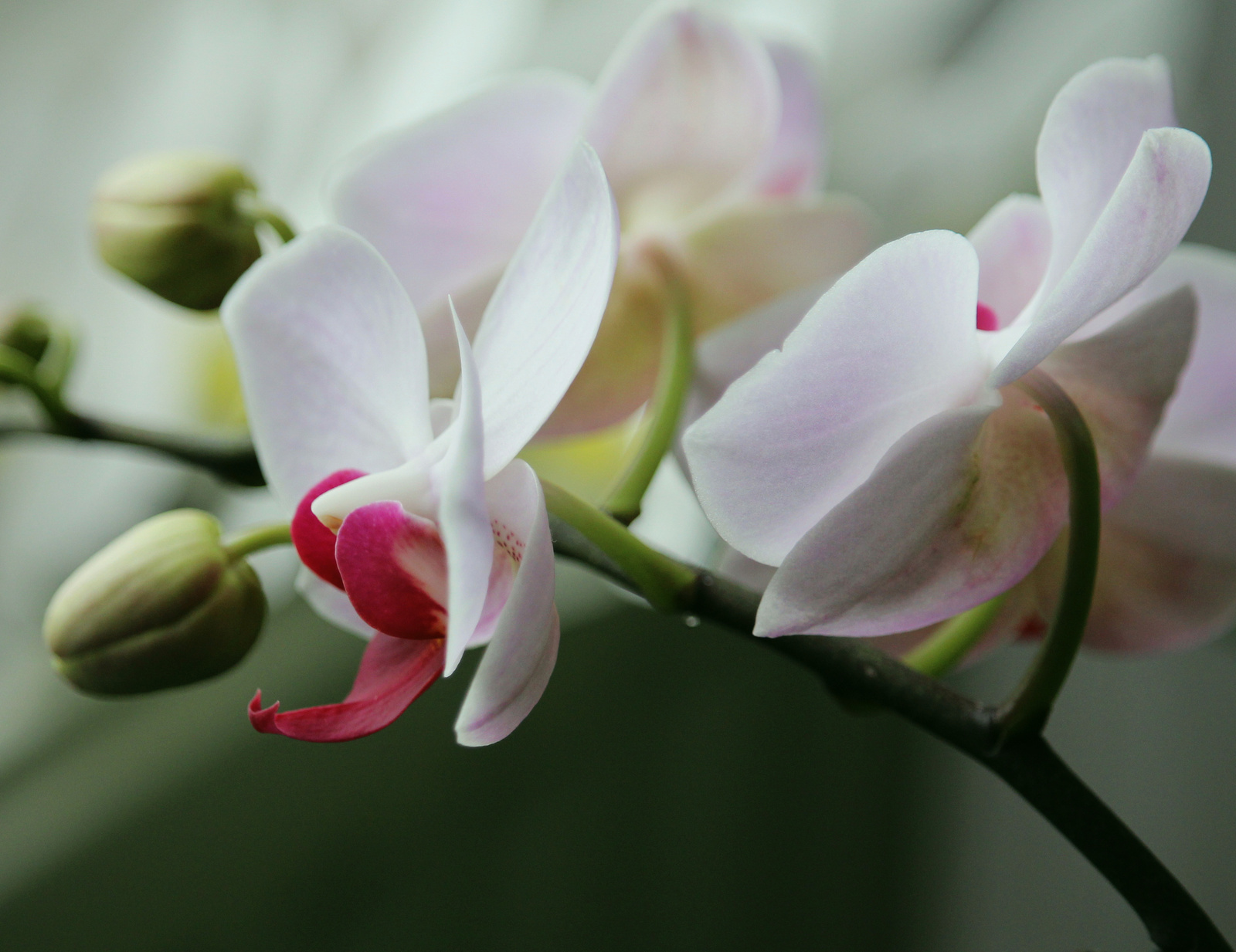 IMG 8135 orchidea