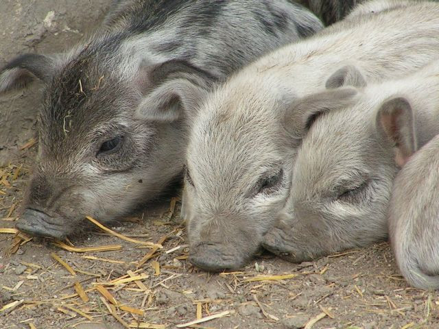 mangalica14