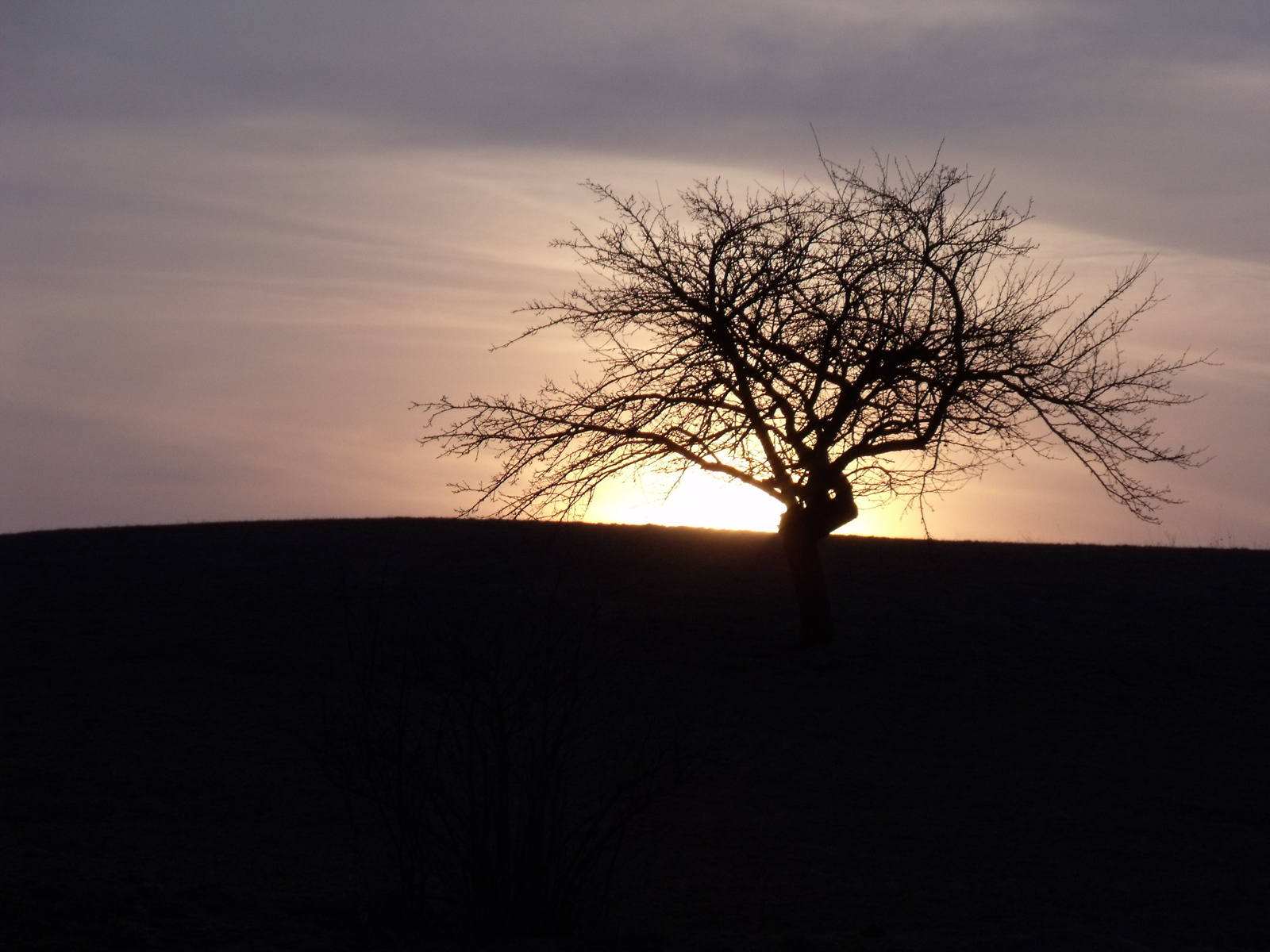 fa a naplementében