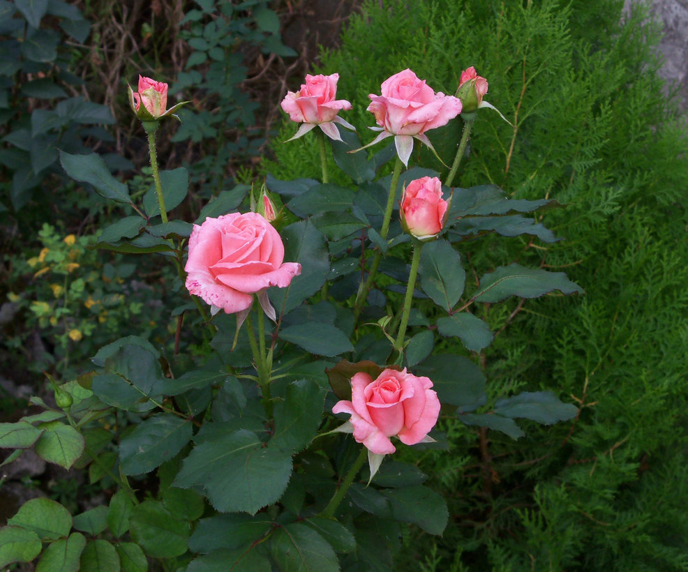 Rózsabimbók