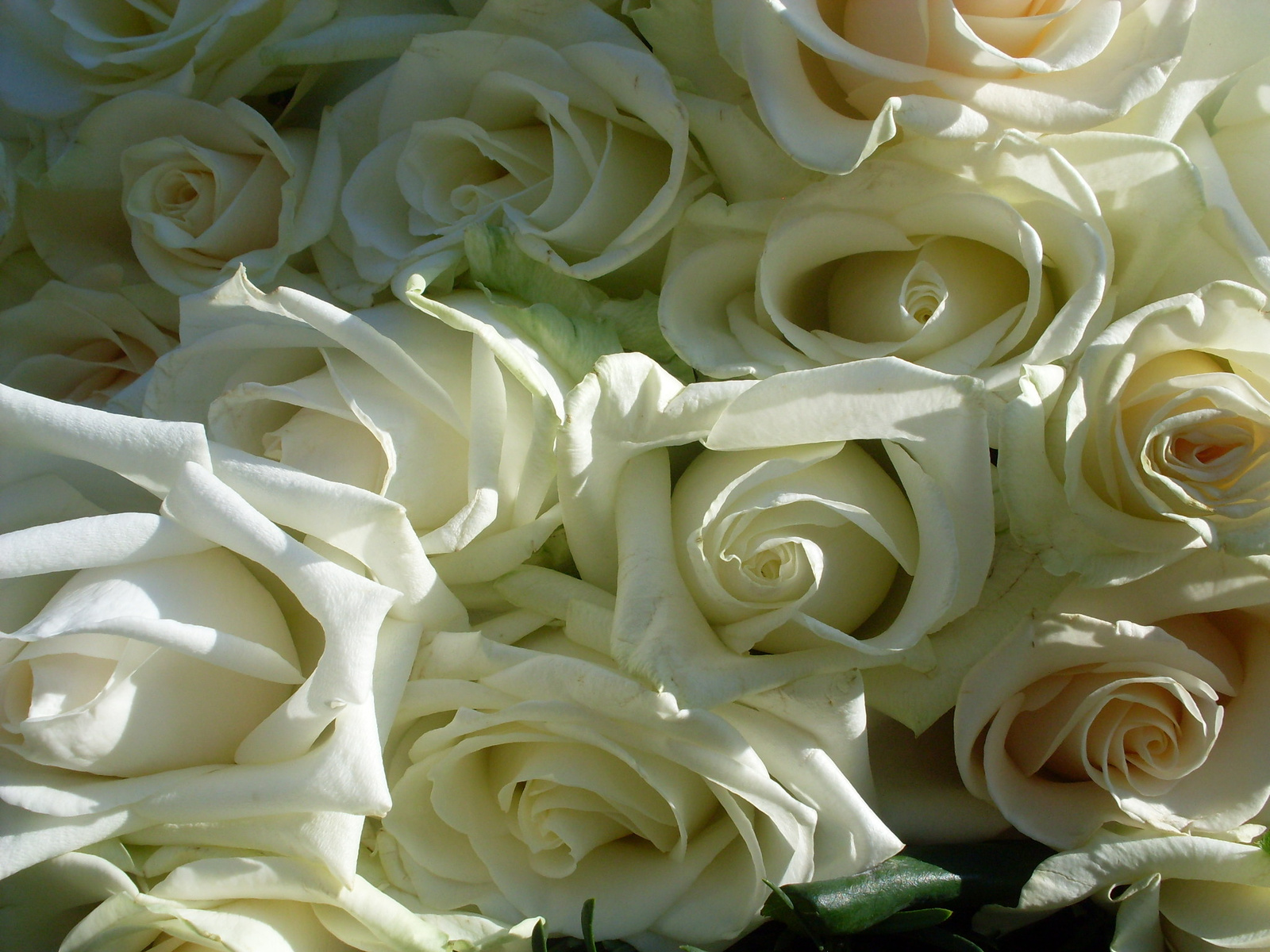 Fehér rózsák