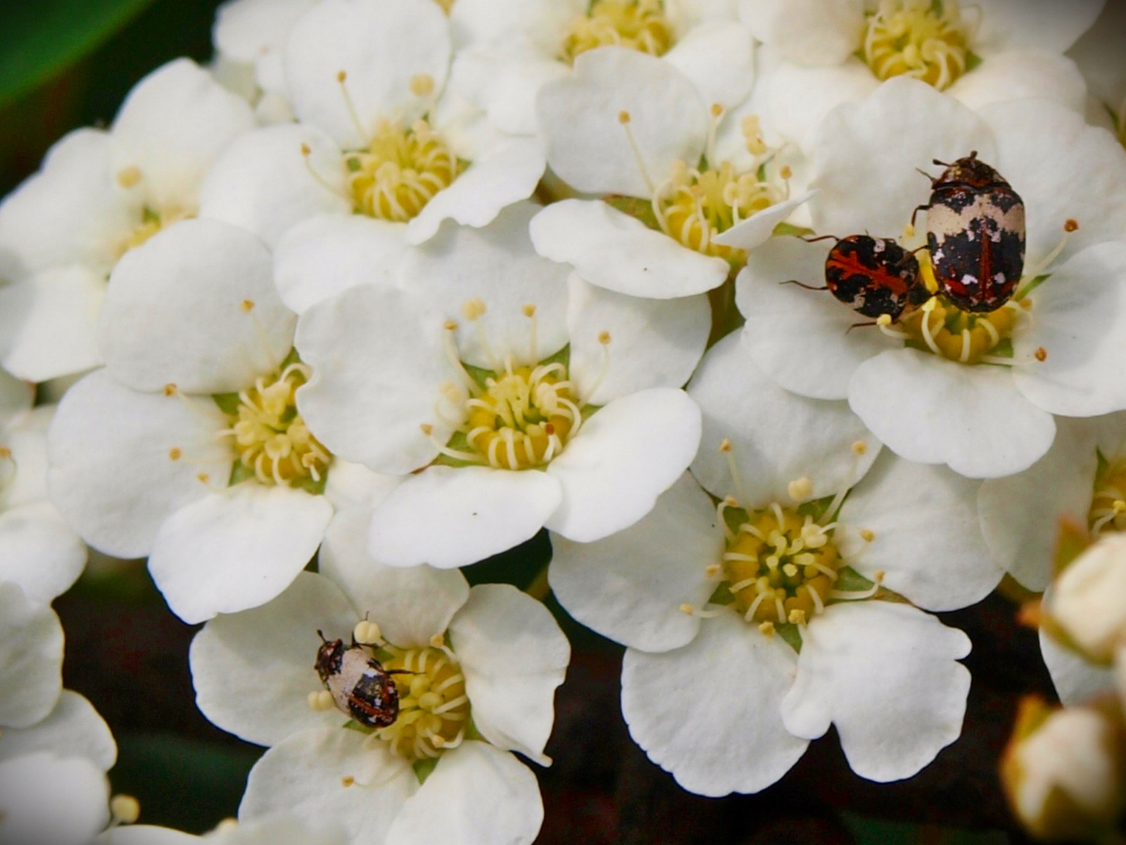 bogaras spirea2